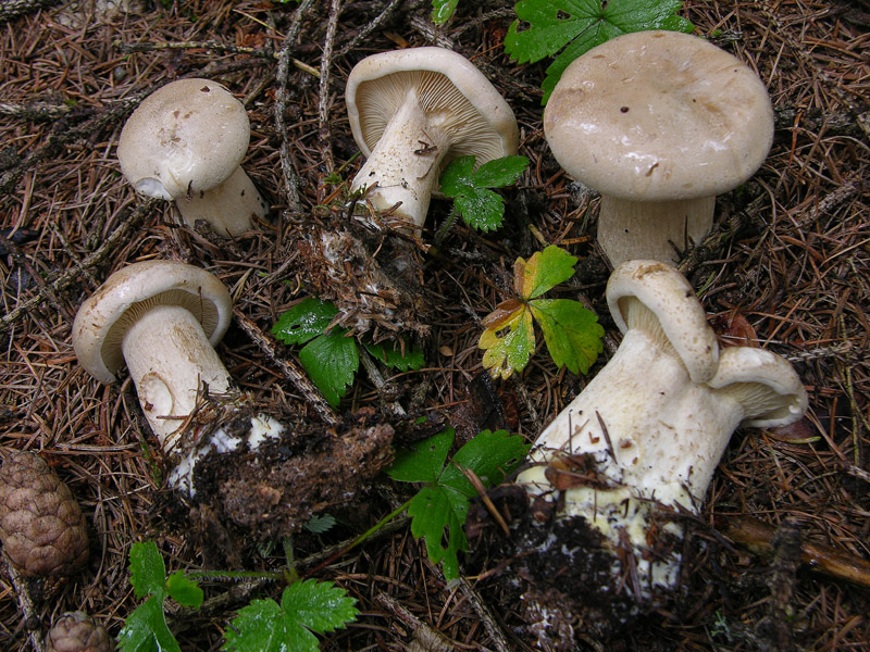 Clitocybe alexandri